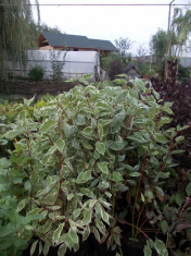 Cornus alba Argenteovariegata foto