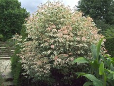 Acer negundo Flamingo ? Artar american vargat (15-20 cm) - 28 lei foto