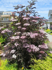 Sambucus nigra Black Lace ? Soc cu frunze rosii (15 cm) - 25 lei foto