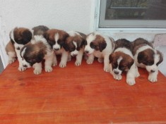 Vand Pui Saint Bernard foto