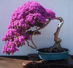 10 Seminte pentru Germinat Bougainvillea Bonsai Copac de Matase foto