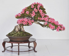 20 Seminte pentru Germinat Azalea Bonsai Copac cu Flori Rhododendron Satsuki foto