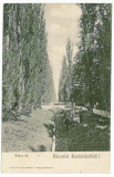 890 - BUZIAS, Timis, Park, Bridge, Romania - old postcard - unused, Necirculata, Printata