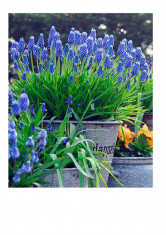 Bulbi Muscari Armeniacum cu 6 Ron/pachet 20 bulbi foto