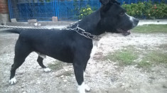 Pit Bull Terrier American foto