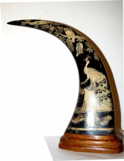 Corn de bivol sculptat(Buffalo Horns) foto