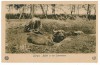 3219 - GURGIU, buffalo - old postcard - unused, Necirculata, Printata