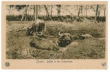 3219 - GURGIU, buffalo - old postcard - unused