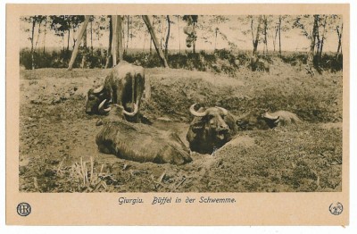 3219 - GURGIU, buffalo - old postcard - unused foto