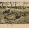 3219 - GURGIU, buffalo - old postcard - unused