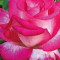 Trandafir Gaujard