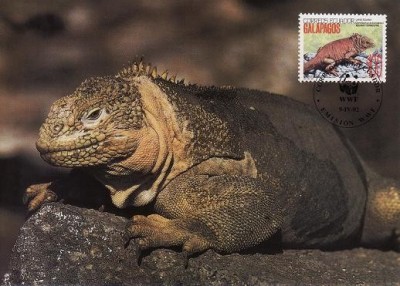 2819 - carte maxima Ecuador 1992 foto