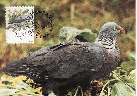2824 - carte maxima Madeira 1991
