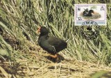 2829 - carte maxima Tristan da Cunha 1991