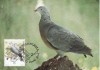 2823 - carte maxima Madeira 1991