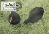 2827 - carte maxima Tristan da Cunha 1991