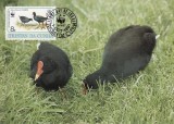 2827 - carte maxima Tristan da Cunha 1991