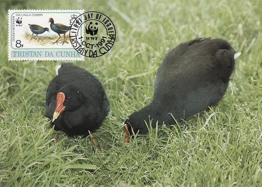 2827 - carte maxima Tristan da Cunha 1991