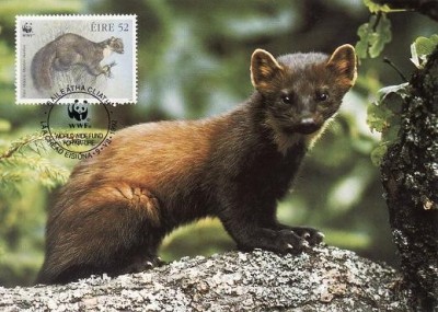 2817 - carte maxima Irlanda 1992 foto