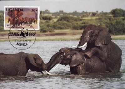 3113 - carte maxima Uganda 1988 foto