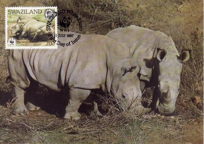 3083 - carte maxima Swaziland 1987 foto