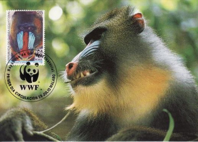 2850 - carte maxima Guineea Ecuatoriala 1991 foto