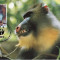 2850 - carte maxima Guineea Ecuatoriala 1991