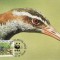 2871 - carte maxima Cocos 1992