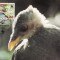 2866 - carte maxima Niuafo&#039;ou 1992