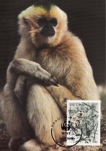 3096 - carte maxima Vietnam 1987
