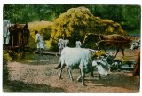 2994 - ETHNIC, Country life, OXCART - old postcard - used, scout cancellation