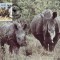 3080 - carte maxima Swaziland 1987