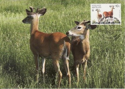 2856 - carte maxima Antilele Olandeze 1992 foto