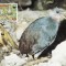 2863 - carte maxima Niuafo&#039;ou 1992