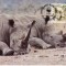 3081 - carte maxima Swaziland 1987