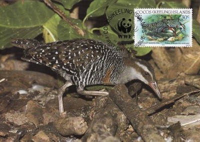 2873 - carte maxima Cocos 1992 foto