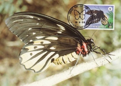 3126 - carte maxima Papua Noua Guinee 1988 foto