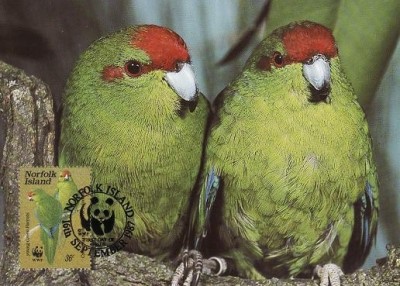 3134 - carte maxima Norfolk 1987 foto