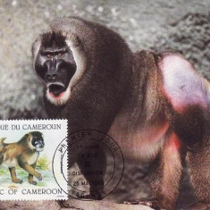 3160 - carte maxima Camerun 1988