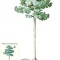 # ilustrata maxima-LUNA PADURII 1994-Pin-prima zi