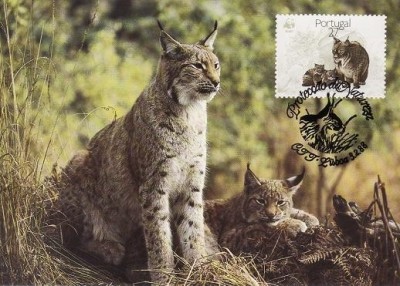 3153 - carte maxima Portugalia 1988 foto