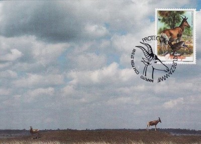 3140 - carte maxima Mozambic 1991 foto