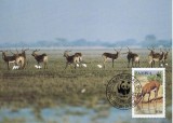 3149 - carte maxima Zambia 1987