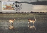 C5520 - carte maxima Zambia 1987