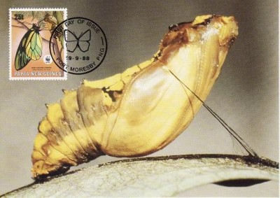 3128 - carte maxima Papua Noua Guinee 1988 foto