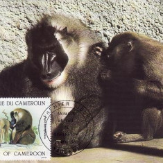 3159 - carte maxima Camerun 1988