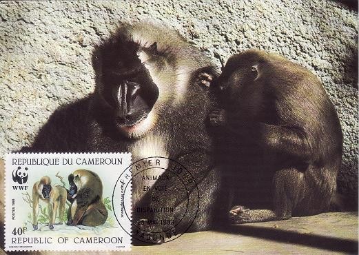3159 - carte maxima Camerun 1988
