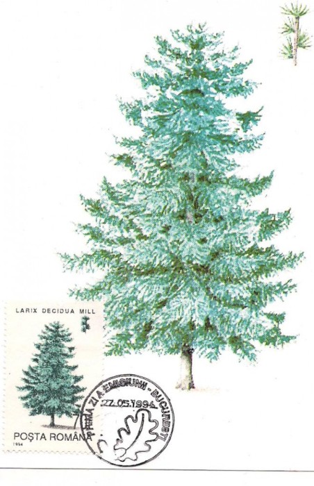 # ilustrata maxima-LUNA PADURII 1995-Larice-prima zi
