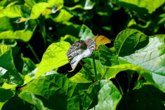 Catalpa Bigninioides foto