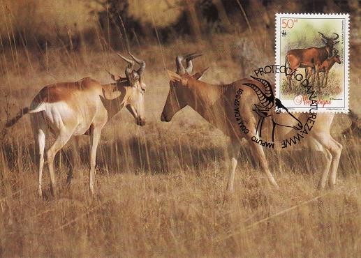 3137 - carte maxima Mozambic 1991